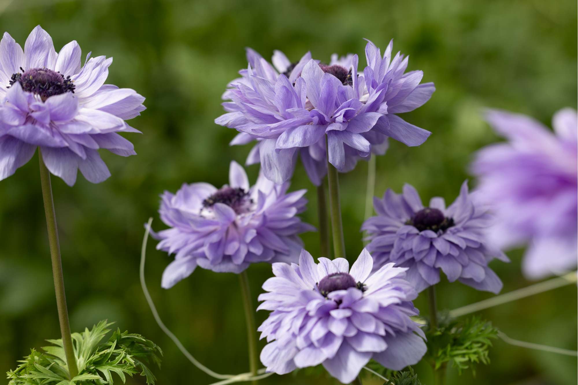 Anemone 'Levante® Azzuro'